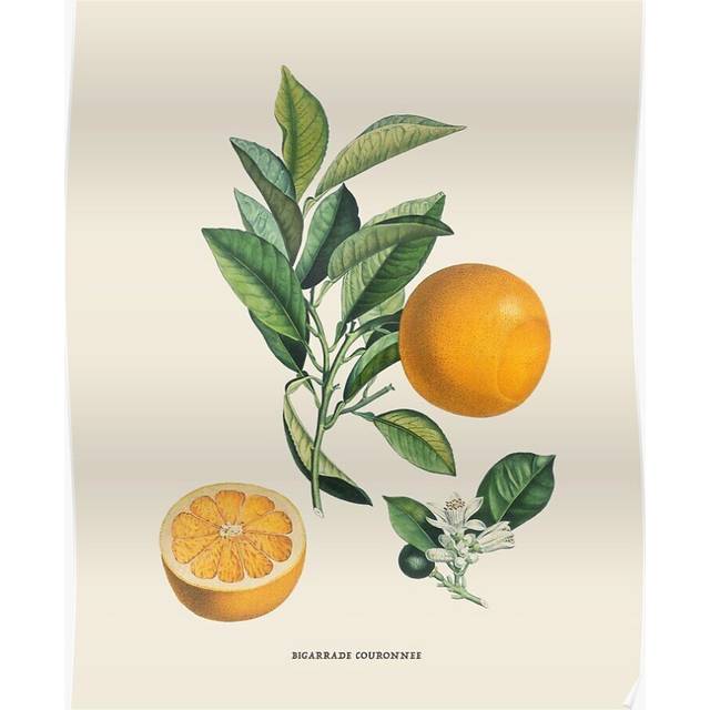 Posters Orange Antique Botanical Illustration 16x20 inch or 20x20 inch Wall Art Soccer Print