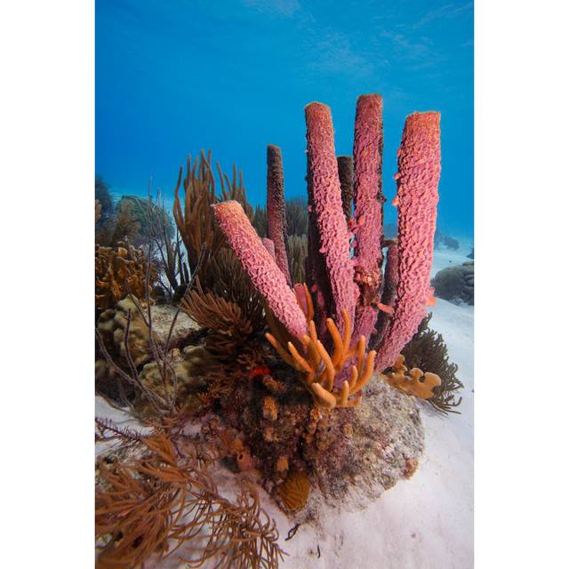 Stove-pipe Sponge by MichaelStubblefield - Wrapped Canvas Photograph (91cm H x 61cm W x 3.8 D)