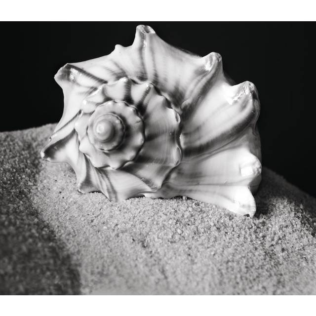 Sad Little Seashell (122cm H x 122cm W x 3.8cm D)