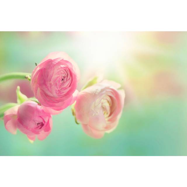 Pink Ranunculus (51cm H x 76cm W x 3.8cm D)