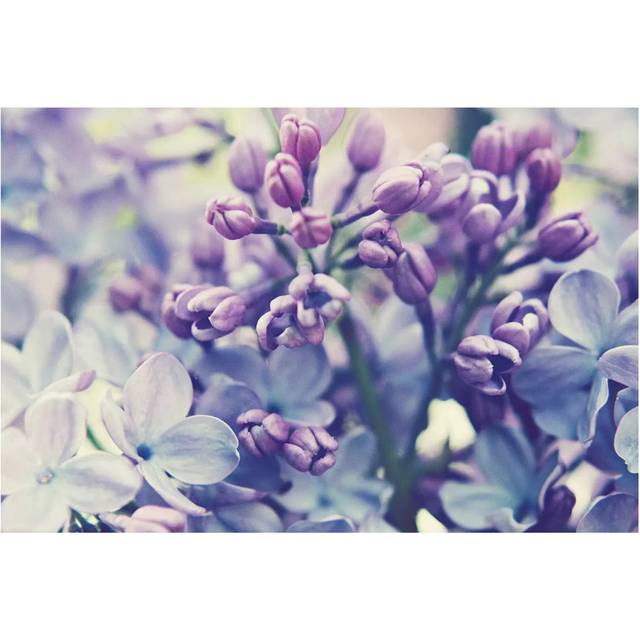 Scent Of Lilac by Lupen Grainne - Wrapped Canvas Gallery-Wrapped Canvas Giclée (20.32 cm H x 30.48 cm W)