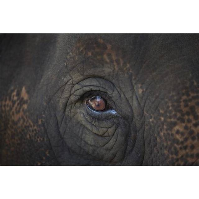 Closeup of An Animals Eye Poster Print by Deddeda, 34 x 22 - Large