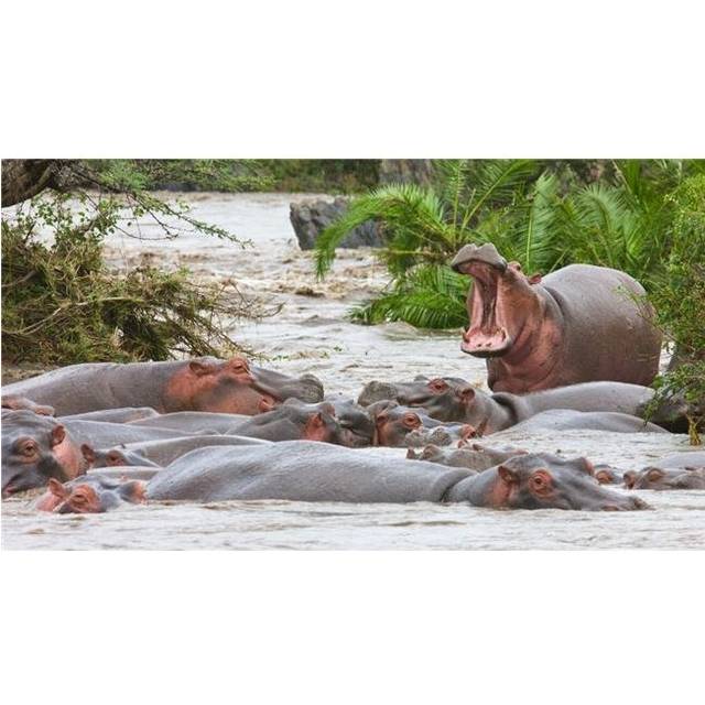 Yawning Hippo Hippopotamus Amphibius Serengeti National Park Tanzania Africa Poster Print, Large - 40 x 22