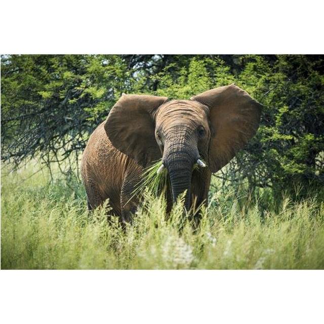 Elephant Elephantidae Feeding at Dinokeng Game Reserve - South Africa Poster Print - 38 x 24 in. - Large