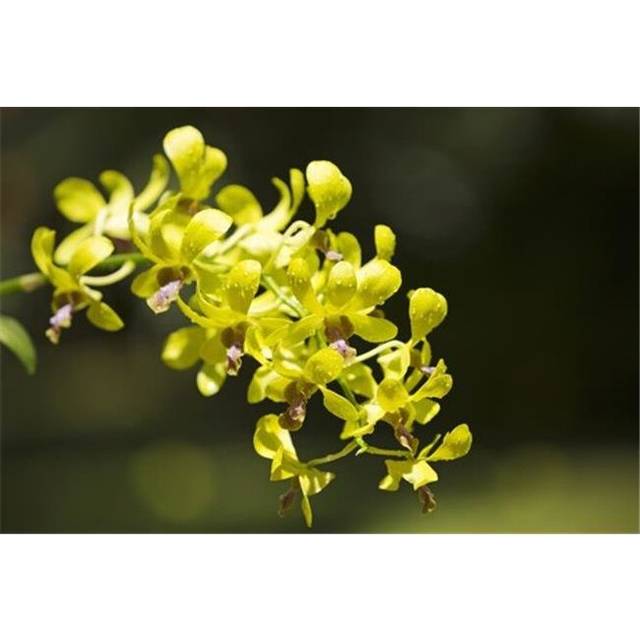Yellow Dendrobium Orchids - Hawaii United States of America Poster Print by Ron Dahlquist, 38 x 24 - Large