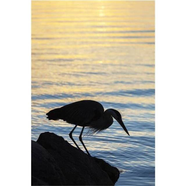 Blue Heron by Balsam Lake At Sunrise - Ontario Canada Poster Print by Vast Photography, 24 x 38 - Large