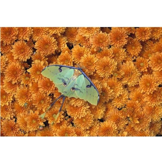 Butterfly On Flowers Poster Print by Natural Selection Jeff Lepore, 36 x 24 - Large
