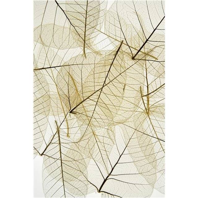 Layered Leaves Poster Print by Kelly Redinger, 24 x 36 - Large