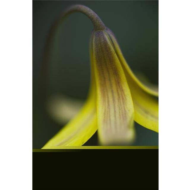 Macro Detail of A Small Yellow Flower - Ontario Canada Poster Print - 24 x 38 in. - Large