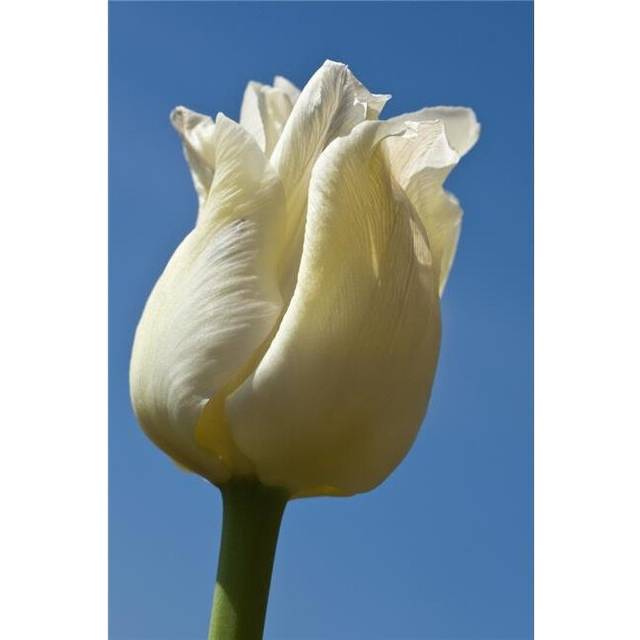 A White Tulip Against A Blue Sky - Northumberland, England Poster Print, 24 x 38 - Large