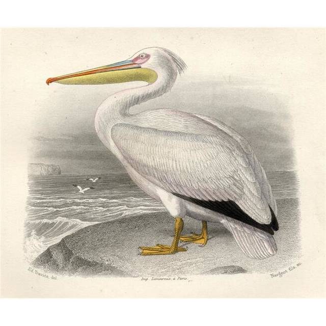 The Pelican Drawn by Edouard Travies Engraved by Nargeot & Sons Poster Print, Large - 32 x 26
