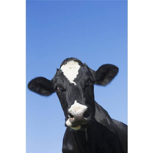 Holstein Dairy Cow - Granby Connecticut United States of America Poster Print - 12 x 19 in.