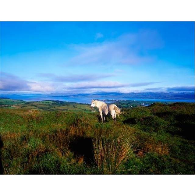 Wild Horse Bantry Bay Co Kerry Ireland Poster Print by The Irish Image Collection, 34 x 26 - Large
