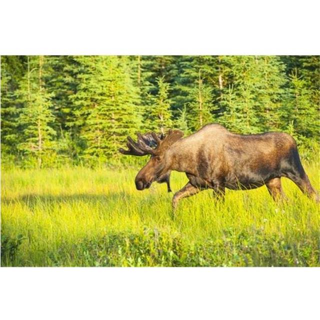 Bull Moose in Velvet Kincaid Park Anchorage Southcentral Alaska Summer Poster Print by Michael Jones, 38 x 24 - Large