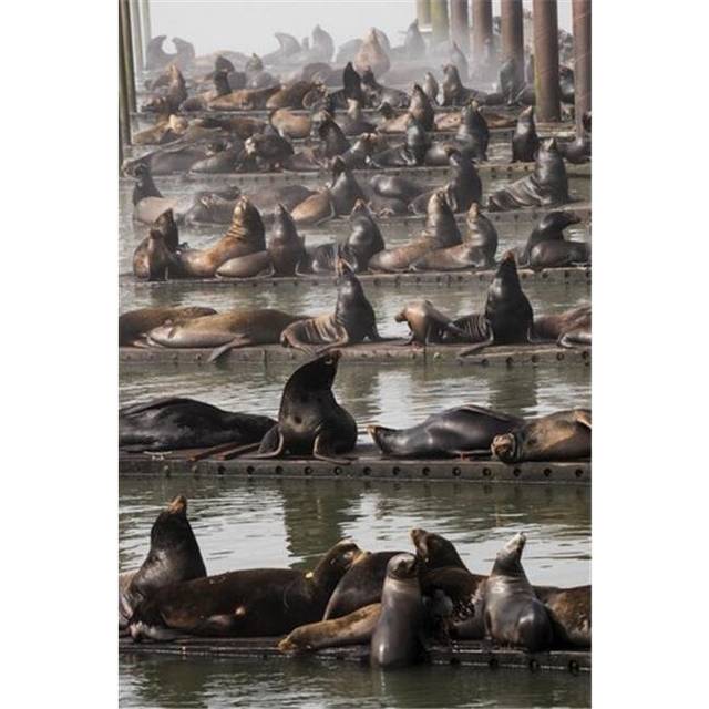 California Sea Lions Haul Out On The Docks - Astoria Oregon United States of America Poster Print by Robert L.Potts, 24 x 38 - Large