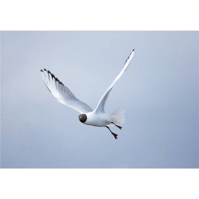 A Bird In Flight - Amble, Northumberland, England Poster Print, 36 x 24 - Large