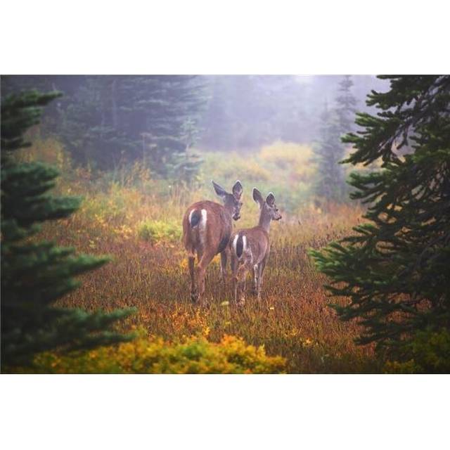 Deer In The Fog In Paradise Park In Mt. Rainier National Park - Washington, United States of America Poster Print, 19 x 12