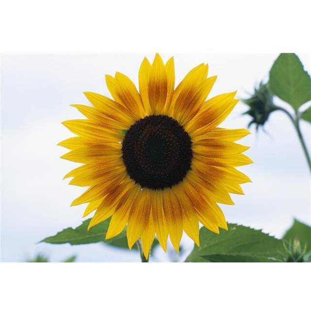Close-Up of Blooming Sunflower Poster Print by Dan Sherwood, 36 x 24 - Large