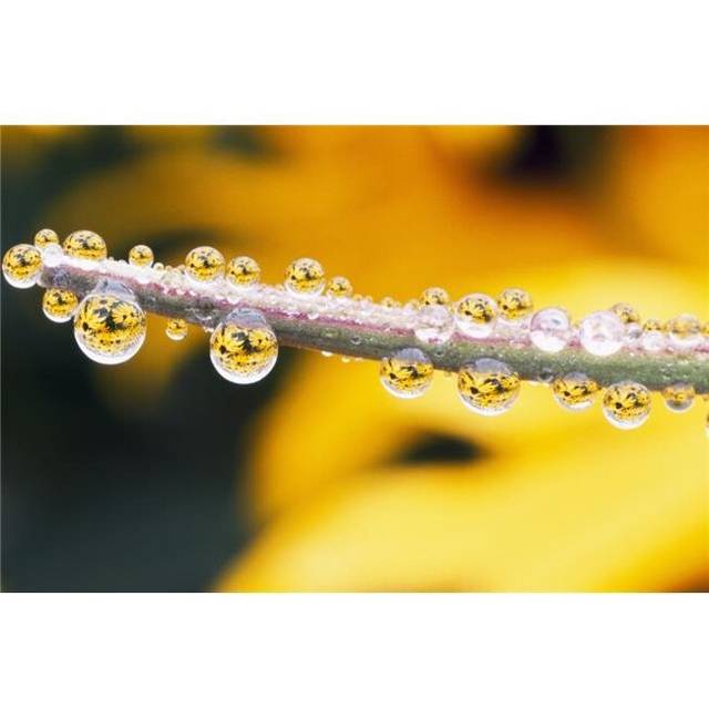 Yellow Flowers Reflected in Dew Drops Poster Print by Natural Selection Craig Tuttle, 36 x 24 - Large