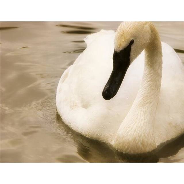 Swan Poster Print by Chris & Kate Knorr, 34 x 26 - Large