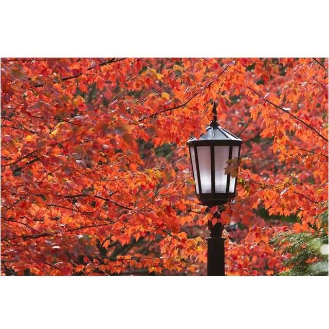 Autumn Colors On The Leaves & A Light Post - Portland, Oregon, United States of America Poster Print, 38 x 24 - Large