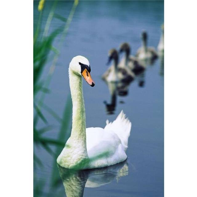 Ireland Swan & Cygnets Poster Print by The Irish Image Collection, 24 x 36 - Large