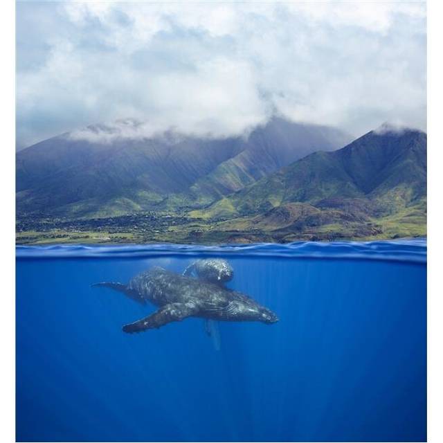 A Split Image of A Pair of Humpback Whales Underwater in Front of The West Maui Mountains Just South of Lahaina Poster Print - 28 x 32 in. - Large