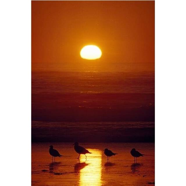 Seagulls Shishi Beach Washington USA Poster Print, 24 x 38