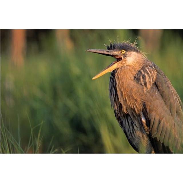 Fledgling Great Blue Heron Poster Print by Natural Selection Bill Byrne, 36 x 24 - Large