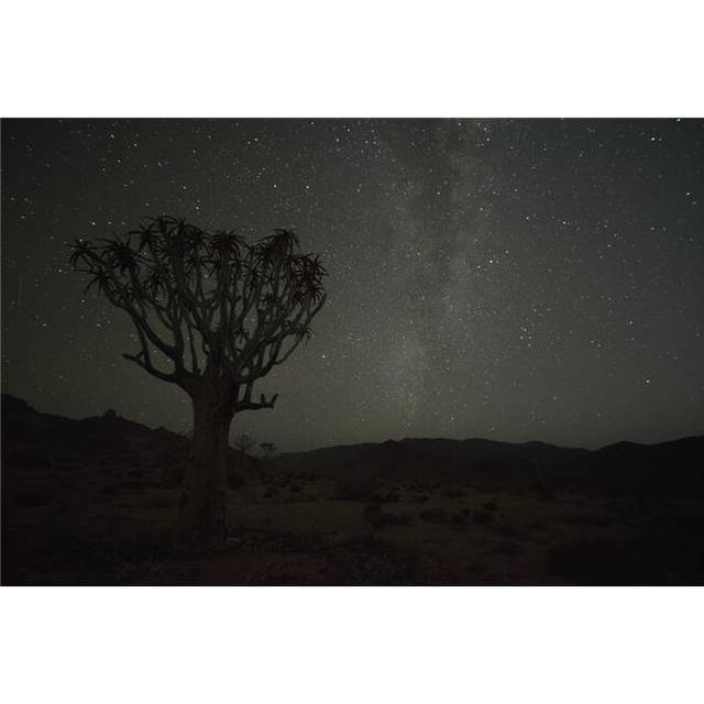 Kookerboom Tree with Milky Way Richtersveld National Park - South Africa Poster Print - 38 x 24 in. - Large