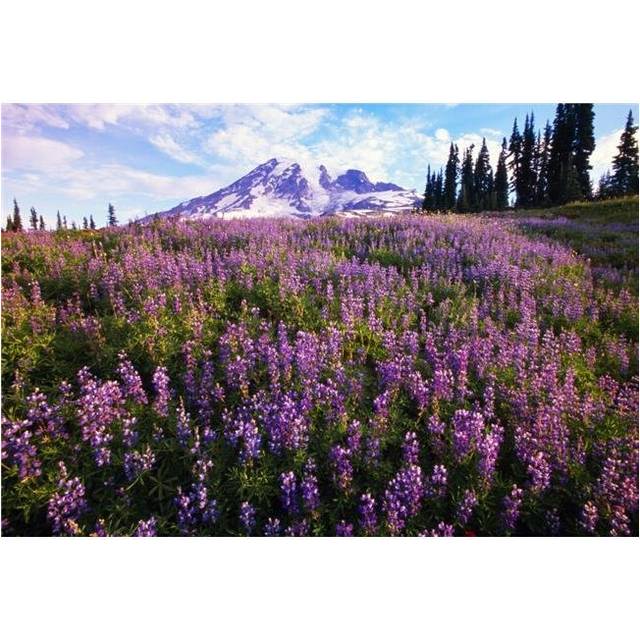 Meadow of Purple Flowers Blooming Paradise Park Valley Mount Rainier National Park Poster Print by Natural Selection Craig Tuttle, 36 x 24 - Large