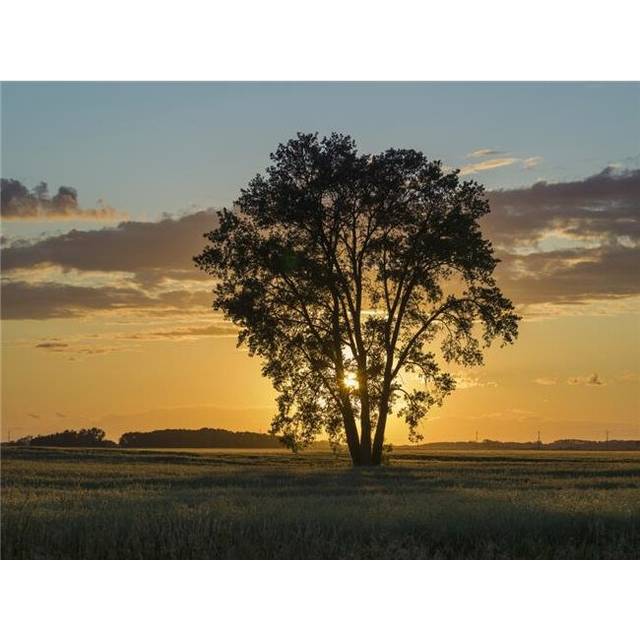 Silhouette of A Tree with A Golden Sky At Sunrise On A Rural Landscape - Lorette Manitoba Canada Poster Print by Keith Levit, 34 x 26 - Large