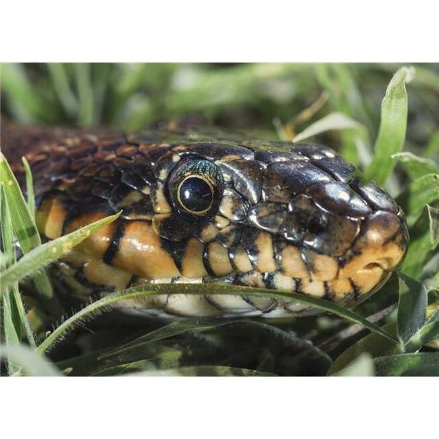 Horseshoe Whip Snake Hemorrhois Hippocrepis - Tarifa Cadiz Andalusia Spain Poster Print - 38 x 26 in. - Large