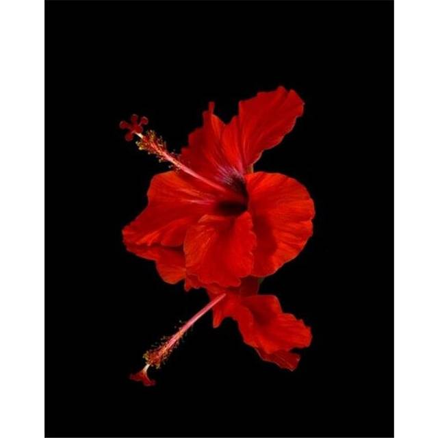 Close Up of A Red Hibiscus Flower On A Black Background - Maui Hawaii United States of America Poster Print by Scott Mead, 26 x 34 - Large