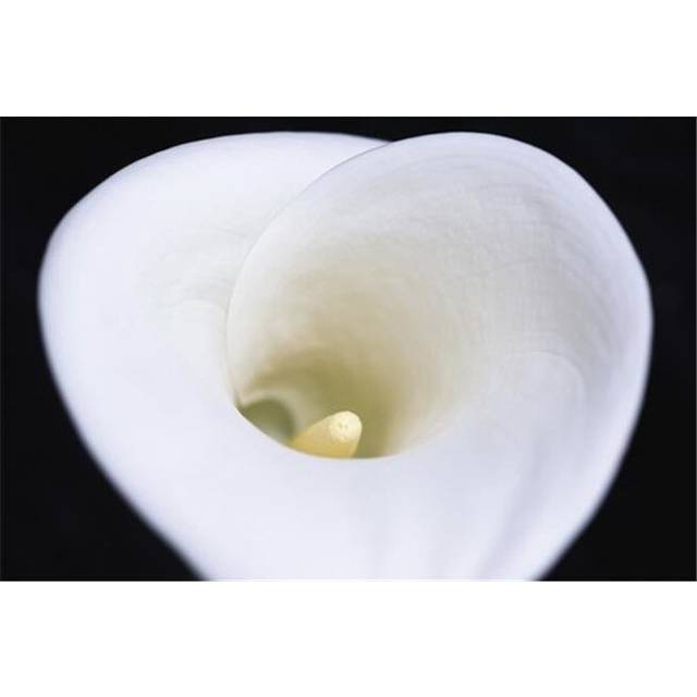 Close Up of White Arum Or Calla Lily Shot from Above Against A Black Background - London England Poster Print by Nick Dale, 36 x 24 - Large