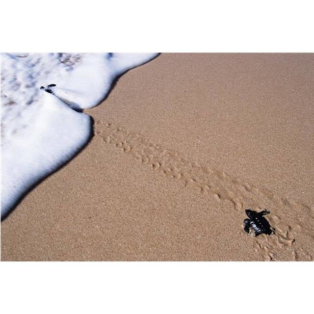 Little Turtle Walking Towards The Sea, Turtle Sanctuary Poster Print, 19 x 12