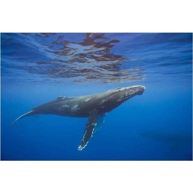 Humpback Whale Megaptera Novaeangliae Underwater - Hawaii United States of America Poster Print - 19 x 12 in.