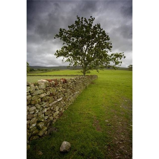 Tree Along A Stone Fence Cumbria England Poster Print, Large - 24 x 36