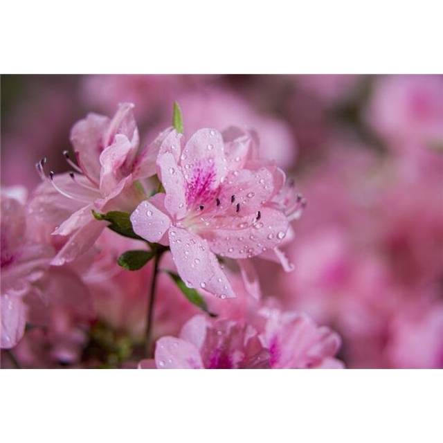 Pericat Hybrid Azaleas Rhododendron New York Botanical Garden - New York City New York United States of America Poster Print - 19 x 12 in.