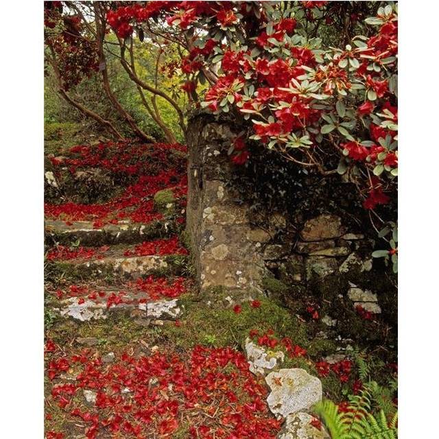 Wild Garden Rowallane Garden Co Down Ireland Poster Print by The Irish Image Collection, 24 x 30 - Large