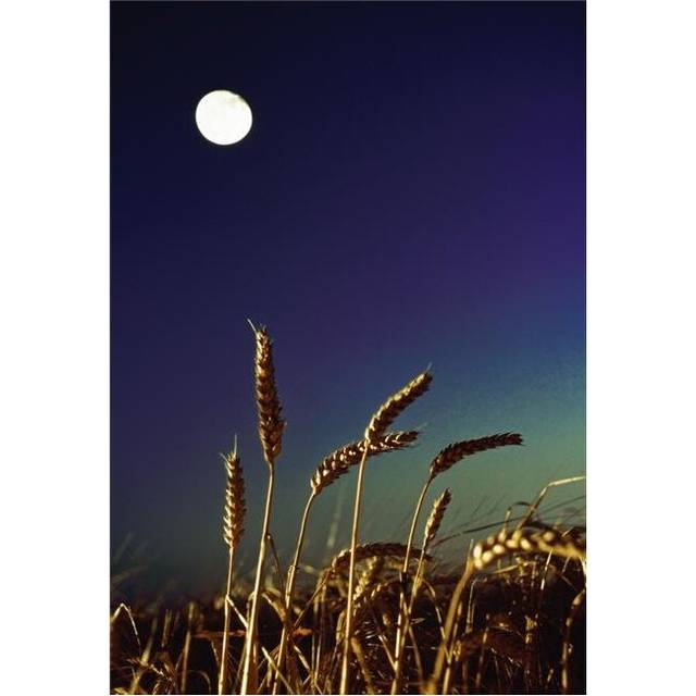 Wheat Field At Night Under The Moon Poster Print by The Irish Image Collection, 24 x 36 - Large