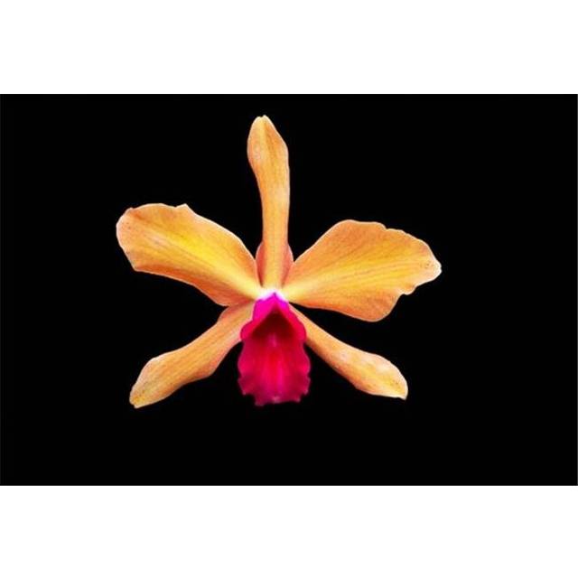 Close Up of A Unique Tropical Flower On A Black Background - Hawaii United States of America Poster Print by Scott Mead, 36 x 24 - Large