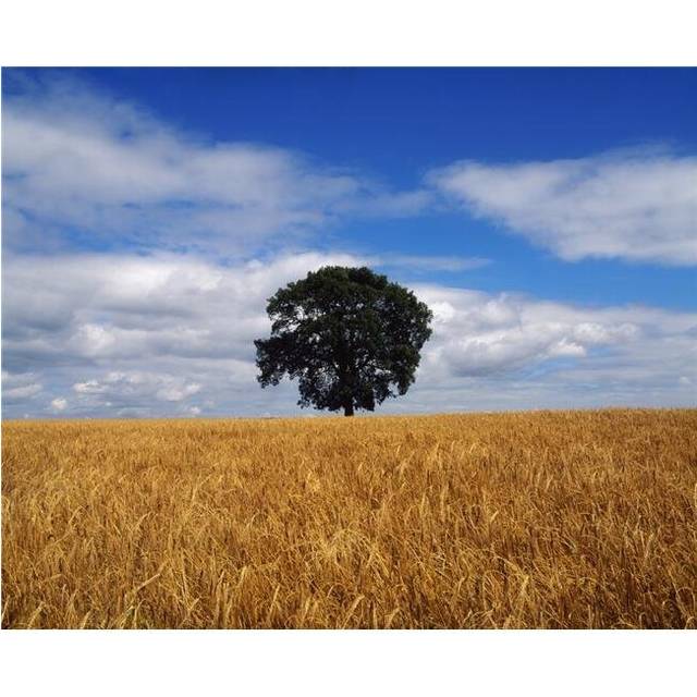 Ireland Barley Field with Oak Tree Poster Print by The Irish Image Collection, 32 x 26 - Large