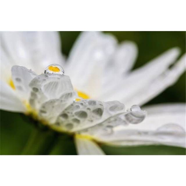 Close Up of A Daisy with A Water Droplet Reflecting The Flower Poster Print by Marion Owen, 38 x 24 - Large