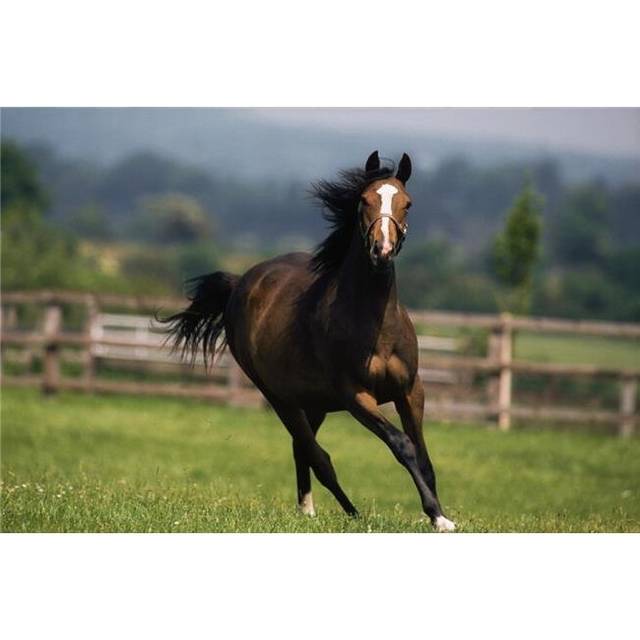 Thoroughbred Horses Yearlings Poster Print by The Irish Image Collection, 36 x 24 - Large