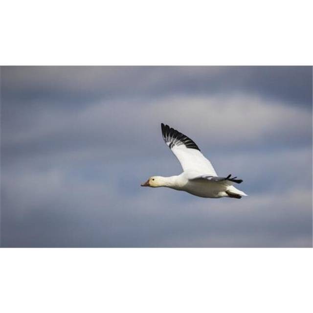 Bird Flying with A Blue A White Sky in The Background - Boucherville Quebec Canada Poster Print by Dominic Marcoux, 36 x 20 - Large
