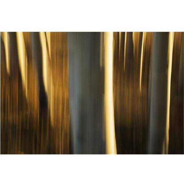 Artistic View of Aspen Trees Using A Vertical Panning Technique - Carcross Yukon Canada Poster Print by Robert Postma, 38 x 24 - Large