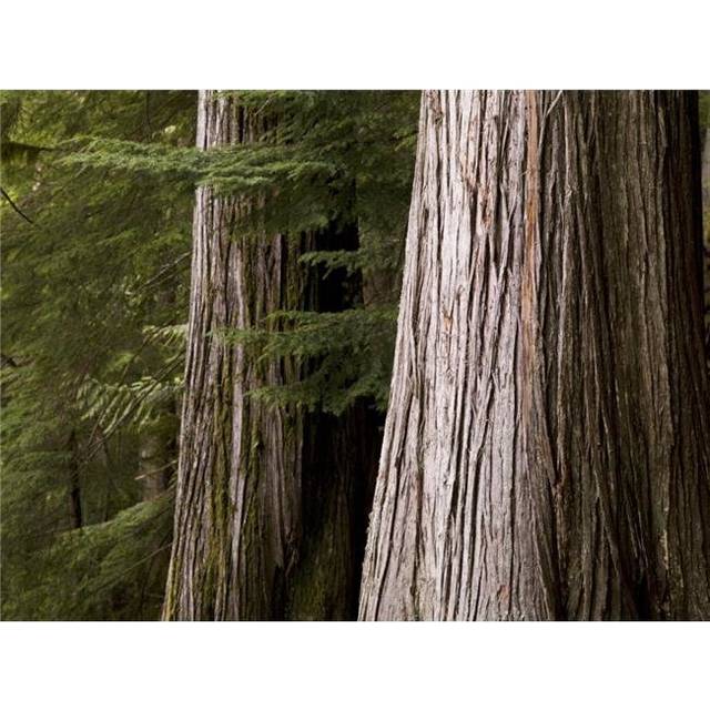 Cedar Trees Whistler British Columbia Poster Print by Keith Levit, 18 x 13