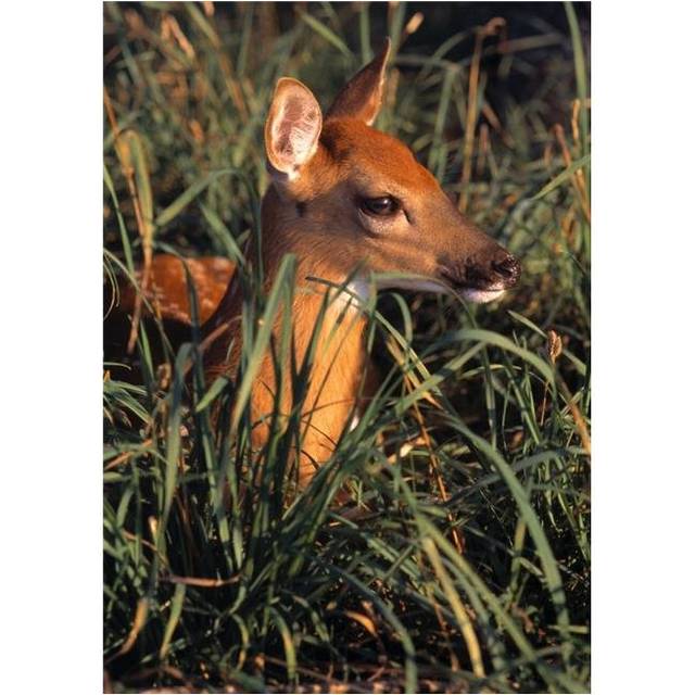 Young Deer Laying in Grass Poster Print by Natural Selection Bill Byrne, 24 x 36 - Large