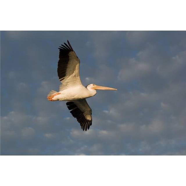 American White Pelican Pelecanus Erythrorhynchos in Flight Poster Print, Large - 36 x 24